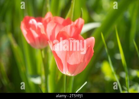 fleur tulipe france charente Stockfoto