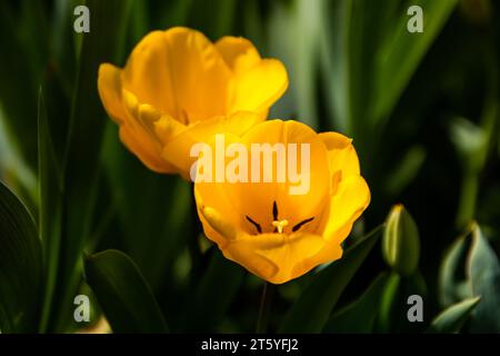 fleur tulipe france charente Stockfoto