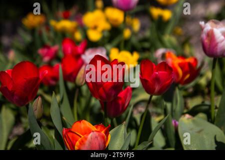 fleur tulipe france charente Stockfoto