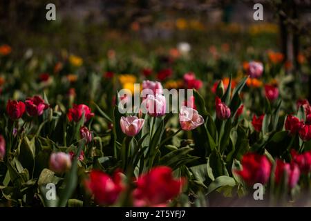 fleur tulipe france charente Stockfoto