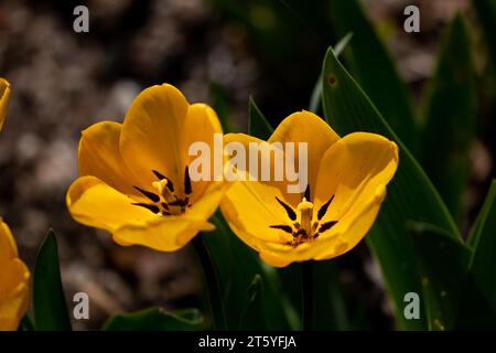 fleur tulipe france charente Stockfoto