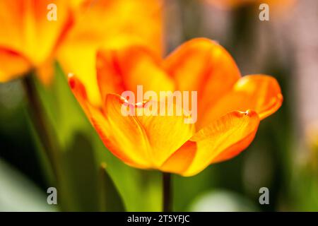 fleur tulipe france charente Stockfoto