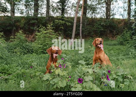 Zwei magyar Vizslas sitzen in grünem Gras und Blumen Stockfoto