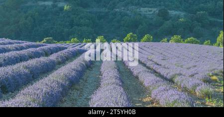 Blühende Lavendelfelder auf dem Plateau von Valensole, Provence, Südfrankreich. Stockfoto