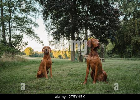 Zwei magyar Vizslas sitzen im grünen Gras im Park Stockfoto