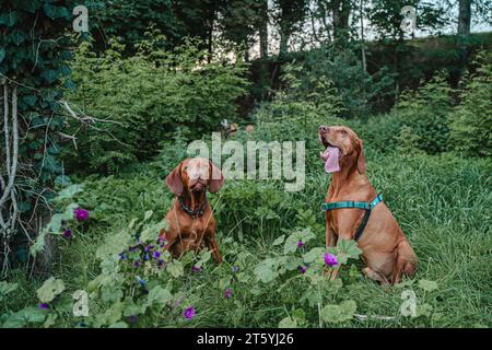 Zwei magyar Vizslas sitzen in grünem Gras und Blumen Stockfoto