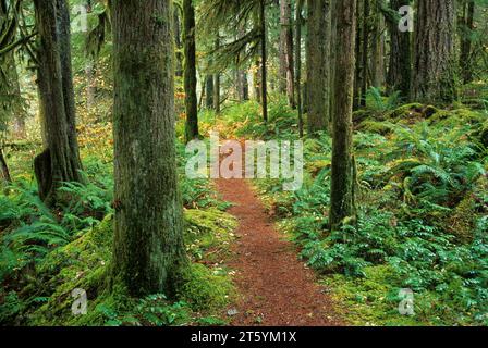 Lewis River Trail, Gifford Pinchot National Forest, Washington Stockfoto