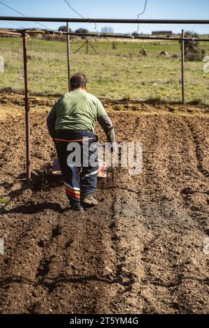 Ein pensionierter Mann auf dem Rücken pflügt das Land mit einer Motorfräse für die Ernte. Vorbereitung des Feldes für die Ernte Stockfoto