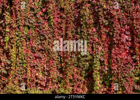 Virginia Kriechgang. Rote, gelbe, rosafarbene und burgunderrote Blätter des Virginia-Kriechers im Herbstgarten. Lila Blätter an den Zweigen einer Liane Stockfoto