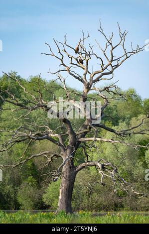 Seeadler (Haliaeetus albicilla) sitzt auf einer toten englischen Eiche (Quercus robur), Naturschutzgebiet Barnbruchswiesen und Ilkerbruch, niedriger Stockfoto