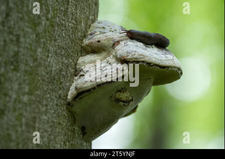 Schwarzschnecke (Arion ater), die sich von einem Zunderpilz (Fomes fomentarius) ernährt, Thüringen, Deutschland Stockfoto