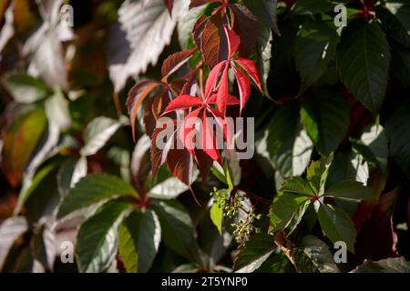 Kunstfell mit langem Stapel. Die Textur des naturbeigen braunen zotteligen Fells. Langer florierter Kunstfellhintergrund. Nahaufnahme eines braunen Teppichs mit hohem Faulpelz Stockfoto