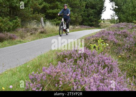 Radfahren auf der Heidekraut in Dänemark Stockfoto