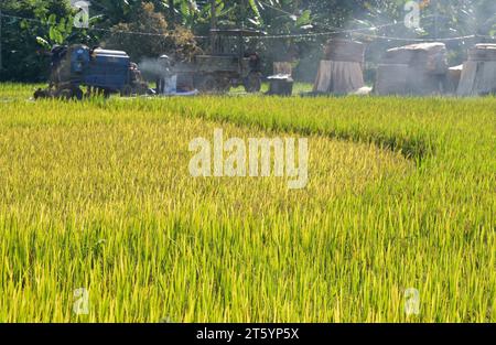 VIETNAM, Provinz Yen Bai, Cam Nhan, Landwirt dreschen Reis nach der Ernte mit kleiner mobiler Dreschmaschine / Gemeinde Cam Nhan, Dreschmaschine für Reis, Kleinbauern dreschen Reis nach der Ernte Stockfoto