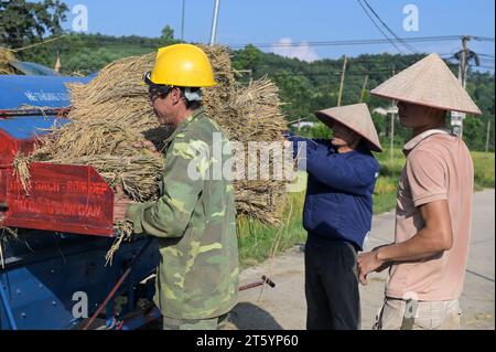 VIETNAM, Provinz Yen Bai, Cam Nhan, Landwirt dreschen Reis nach der Ernte mit kleiner mobiler Dreschmaschine / Gemeinde Cam Nhan, Dreschmaschine für Reis, Kleinbauern dreschen Reis nach der Ernte Stockfoto