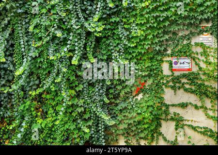 Mauer bewachsen mit Efeu (Hedera helix) und bostoner Efeu (Parthenocissus tricuspidata), Kempten, Allgaeu, Schwaben, Bayern, Deutschland Stockfoto