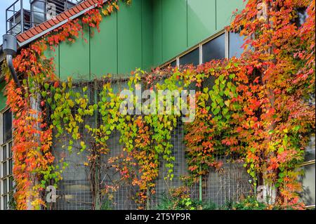 Fassade mit fünfblättriger Wildrebe (Parthenocissus inserta) und Pipevine oder holländer Pfeife (Aristolochia macrophylla), Kempten, Allgaeu, Schwaben Stockfoto