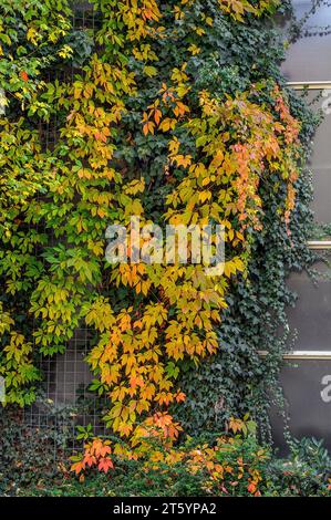 Glasfassade mit fünfblättrigen Wildreben (Parthenocissus inserta) und Efeu (Hedera helix), Kempten, Allgaeu, Schwaben, Bayern, Deutschland Stockfoto