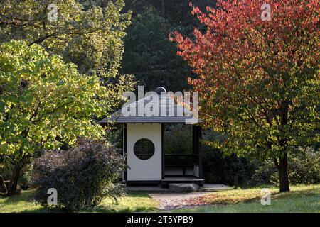 Traditionelles japanisches Teehaus mit einem wachsenden Sakura-Baum und farbenfrohem Laub an einem Herbsttag in einem japanischen Garten. Der wichtigste botanische Garten der Rus Stockfoto