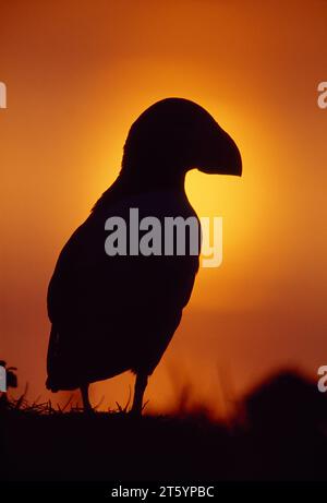 Puffin (Fratercula arctica) Silhouette vor Sonnenuntergang, Lunga Island, Treshnish Isles vor Mull, Innere Hebriden, Schottland, Juli 1998 Stockfoto