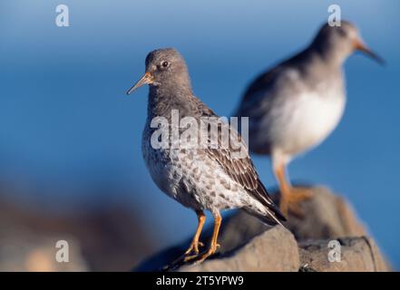 Purple Sandpipers (Calidris maritima) bei Flut, North Northumberland, England, November 2003 Stockfoto