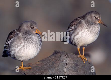 Purple Sandpipers (Calidris maritima) ruht bei Flut auf Felsen, North Northumberland, England, November 2003 Stockfoto