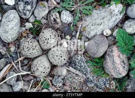 Ringelpflüger (Charadrius hiaticula) nistet in Schindel oberhalb der Flut an der Küste, South Uist, Äußere Hebriden, Schottland, Mai 1985 Stockfoto