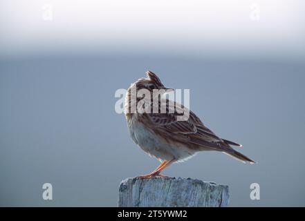 Skylark (Alauda arvensis) hockte im Frühjahr auf einem Liedpfosten auf dem Brutgebiet, Islay, Hebriden, Schottland, April 2004 Stockfoto