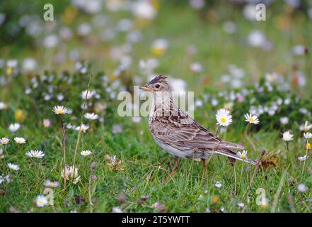 Skylark (Alauda arvensis) auf Machair Grasland im RSPB Nature Reserve of Balranald, North Uist, Outer Hebrides / Western Isles, Schottland Stockfoto