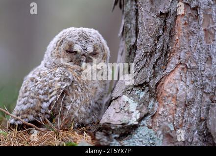 Tawny Owl (Strix aluco) Eulen / Küken Jungvögel auf Waldboden in der Nähe des Nestes, Beinn Eighe National Nature Reserve, Torridon, Wester Ross, Schottland Stockfoto