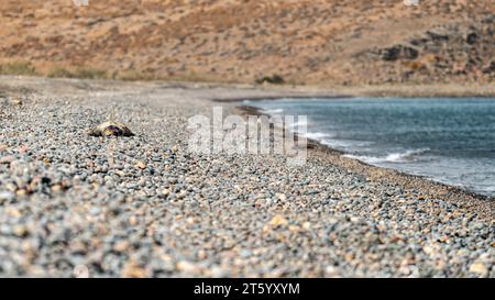 Eine leblose Schildkröte, die an einem einsamen griechischen Kieselstrand gestrandet ist, ist eine ergreifende Erinnerung an die Fragilität der Meereslebewesen angesichts der Umwelt Stockfoto