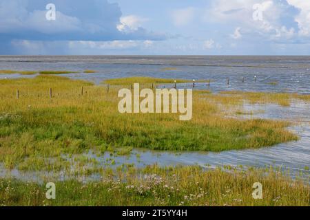 Salzwiesen im Nationalpark Wattenmeer, dunkle Wolken über dem Meer, Norddeich, Norden, Nordsee, Ostfriesland, Niedersachsen, Deutschland Stockfoto