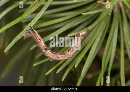 Raupe der Weidenschönheit (Peribatodes rhomboidaria), Wallis, Schweiz Stockfoto