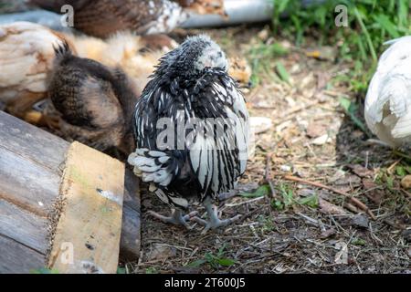 Gruppe von Bantam-Küken auf dem Hof. Hochwertige Fotos Stockfoto