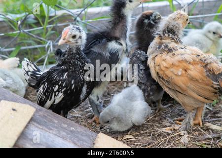 Gruppe von Bantam-Küken auf dem Hof. Hochwertige Fotos Stockfoto