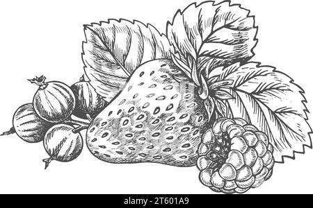 Erdbeere, Himbeere, Johannisbeere, handgezeichnete schwarz-weiße grafische Vektor-Illustration. Isoliert auf weißem Hintergrund. Für Etiketten gedruckte Produkte. F Stock Vektor