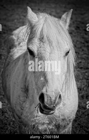 Ein schwarz-weißes Porträt eines anmutigen weißen Pferdes auf einem Feld, fängt einen Moment der Ruhe ein. Stockfoto