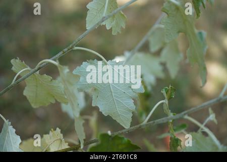 Pappel, Silberpappel oder silberpappel (Populus alba) Stockfoto
