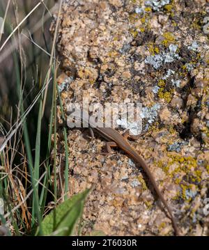 Algerischer Psammodromus, Psammodromus algirus. Foto aufgenommen in La Pedriza, Nationalpark Guadarrama, Madrid, Spanien. Stockfoto