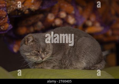 Draußen streunende, wütende, verletzte Katze auf dem Boden im Park. Schmerzhafte verletzte streunende Katzen in der Stadt Stockfoto