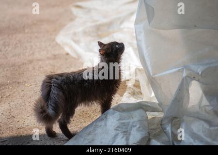 Die Pflege verlassener Tiere. Hungrige, unglückliche streunende Katze mit Kratzern und Verletzungen am Kopf. Eine tierärztliche Behandlung erfordert Stockfoto