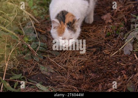 Die fröhliche Katze sitzt auf einem Hintergrund aus bunten trockenen Gras. Kurzhaarige Katze im Herbst. Stockfoto