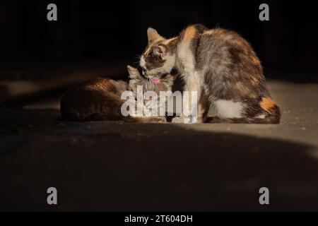 Zwei obdachlose, verlassene Katzen brauchen Hilfe und neue Besitzer Stockfoto