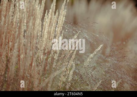 Trockene Herbstgräser mit beigefarbenen Spitzchen in Nahaufnahme. Herbstgras. Weiches und flauschiges großes Gras in Nahaufnahme. Beige Spikelets der Kräuterpflanze Stockfoto