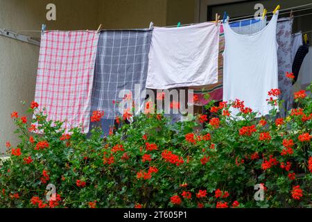 Blühend, Pelargonien, Balkon, Trocknen, Wäsche auf einer Wäscheleine trocknende Kleidung Stockfoto