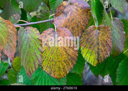 Davidia involucrata Herbstblätter auf einem Zweig eines Baumes Stockfoto