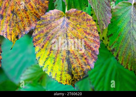 Taubenbaum, Davidia, Leaf, Davidia involucrata, Herbst, Farbe, Herbst, Laub, Pflanze, November Stockfoto