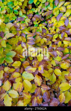 Herbst, Europäische Buche, Laub, Fagus sylvatica 'Marmostar' Stockfoto