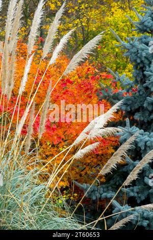 Bunt, Saison, Cortaderia, Silberfichte, Acer Palmatum, moody Herbstlich, Wetter, Garten Stockfoto