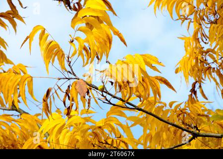 Pekannussbaum, Herbst, Carya illinoinensis, Blätter, Gelb, Laub Stockfoto